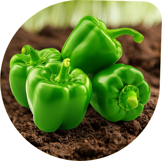 Sweet Pepper