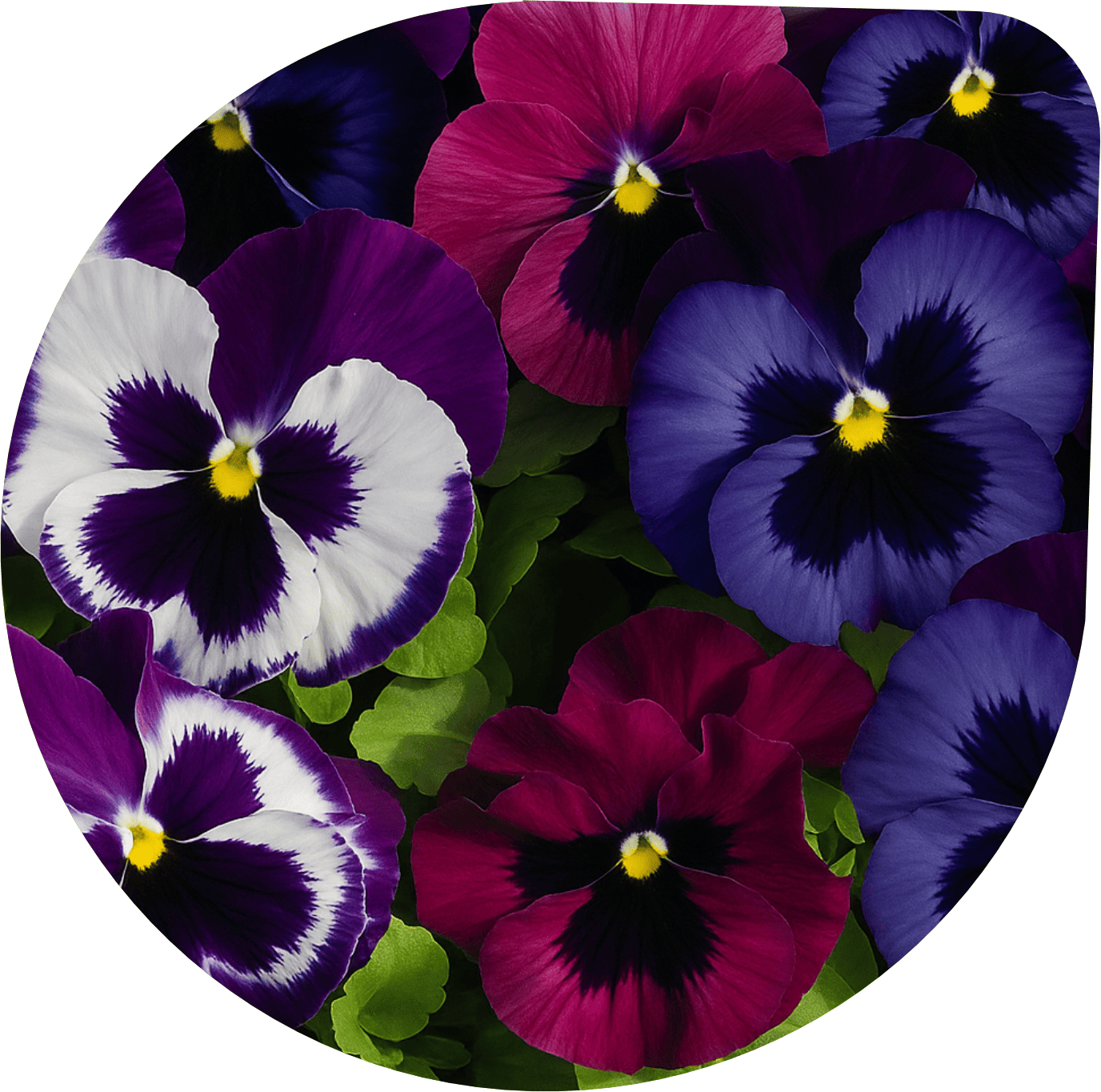 Pansy