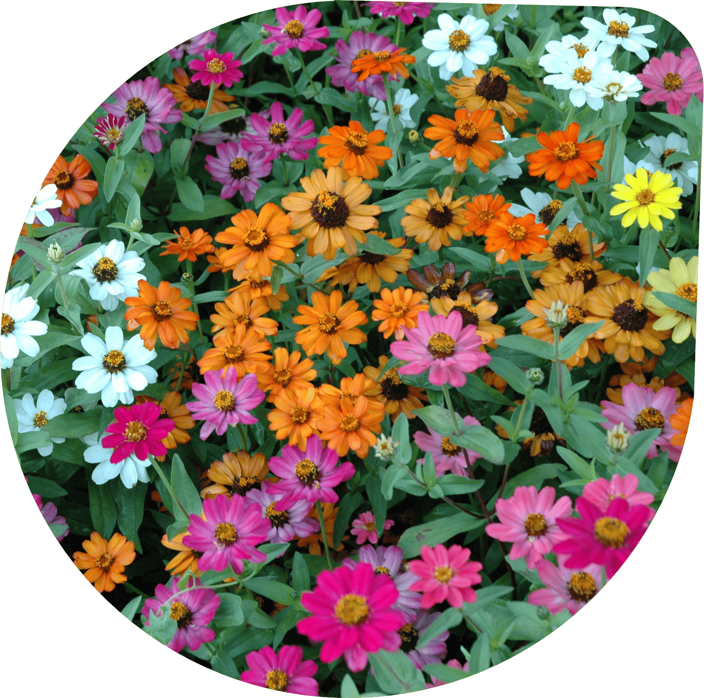 Zinnia