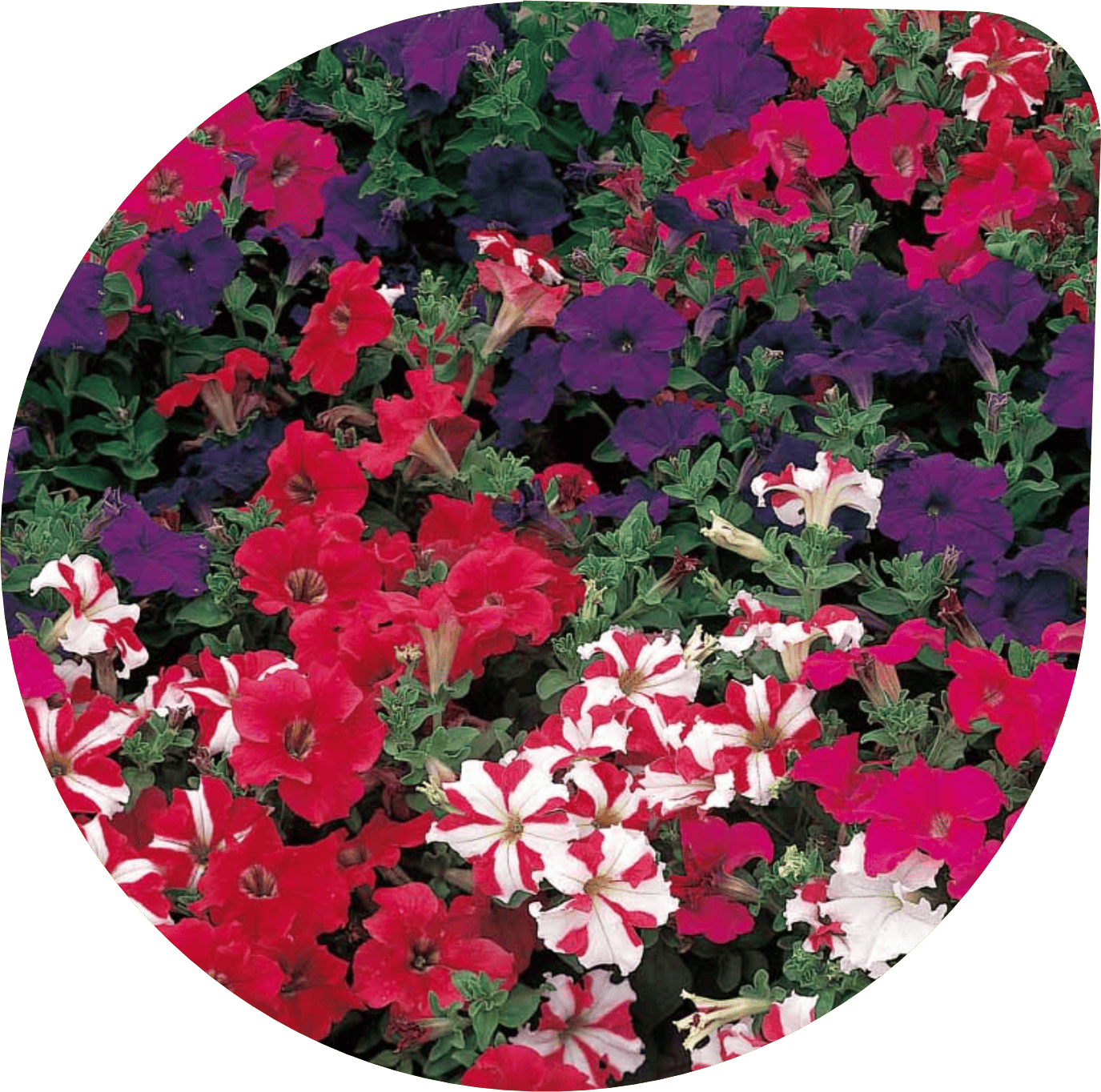 Petunia