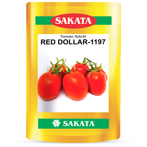 F1 RED DOLLAR 1197