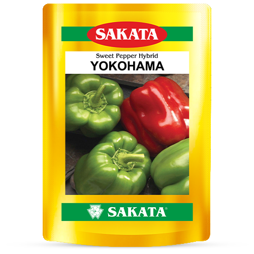 F1 Yokohama