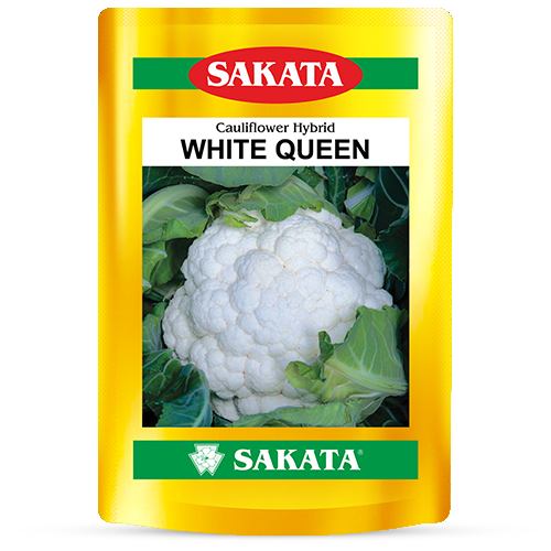 F1 White Queen