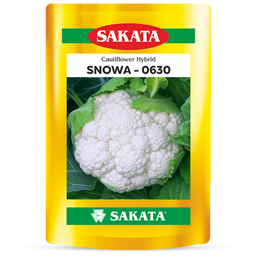 F1 Snowa 0630
