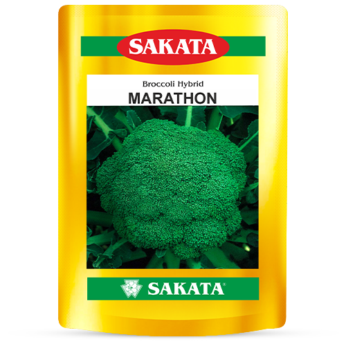 F1 Marathon