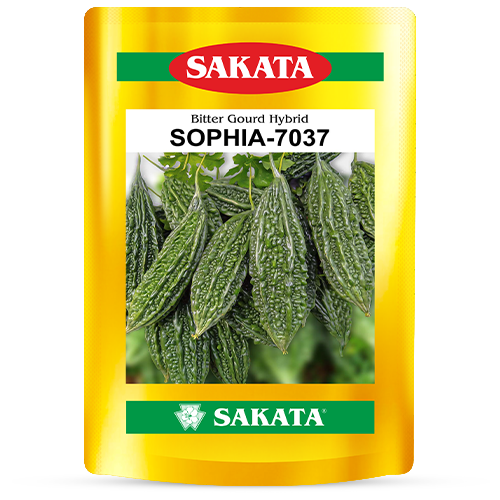 F1 Sophia 7037