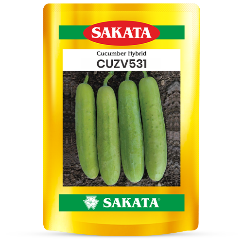 F1 CUZV531