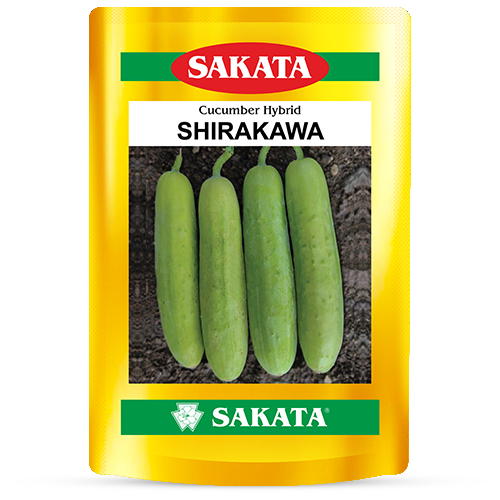F1 Shirakawa