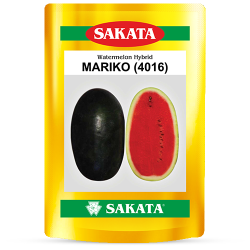F1 Mariko 4016