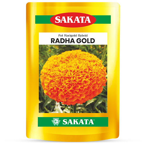 F1 Radha Gold