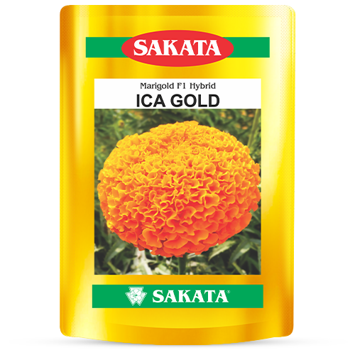 F1 Ica Gold