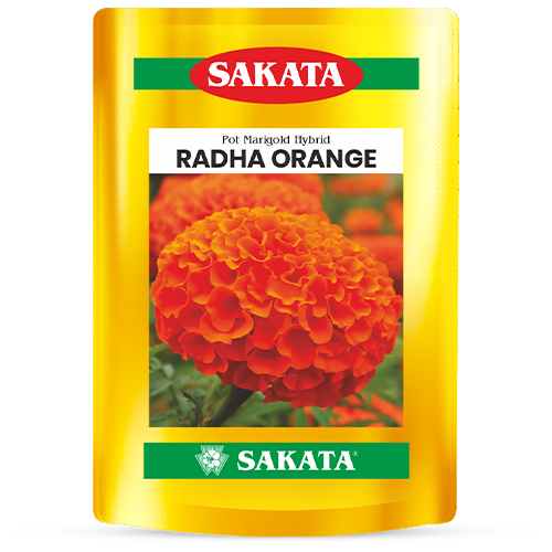 F1 Radha Orange