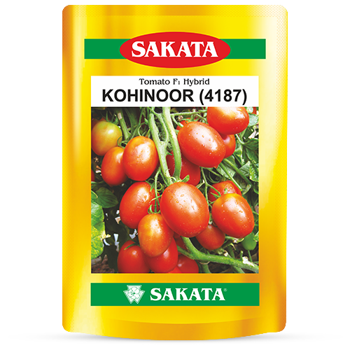 F1 Kohinoor 4187