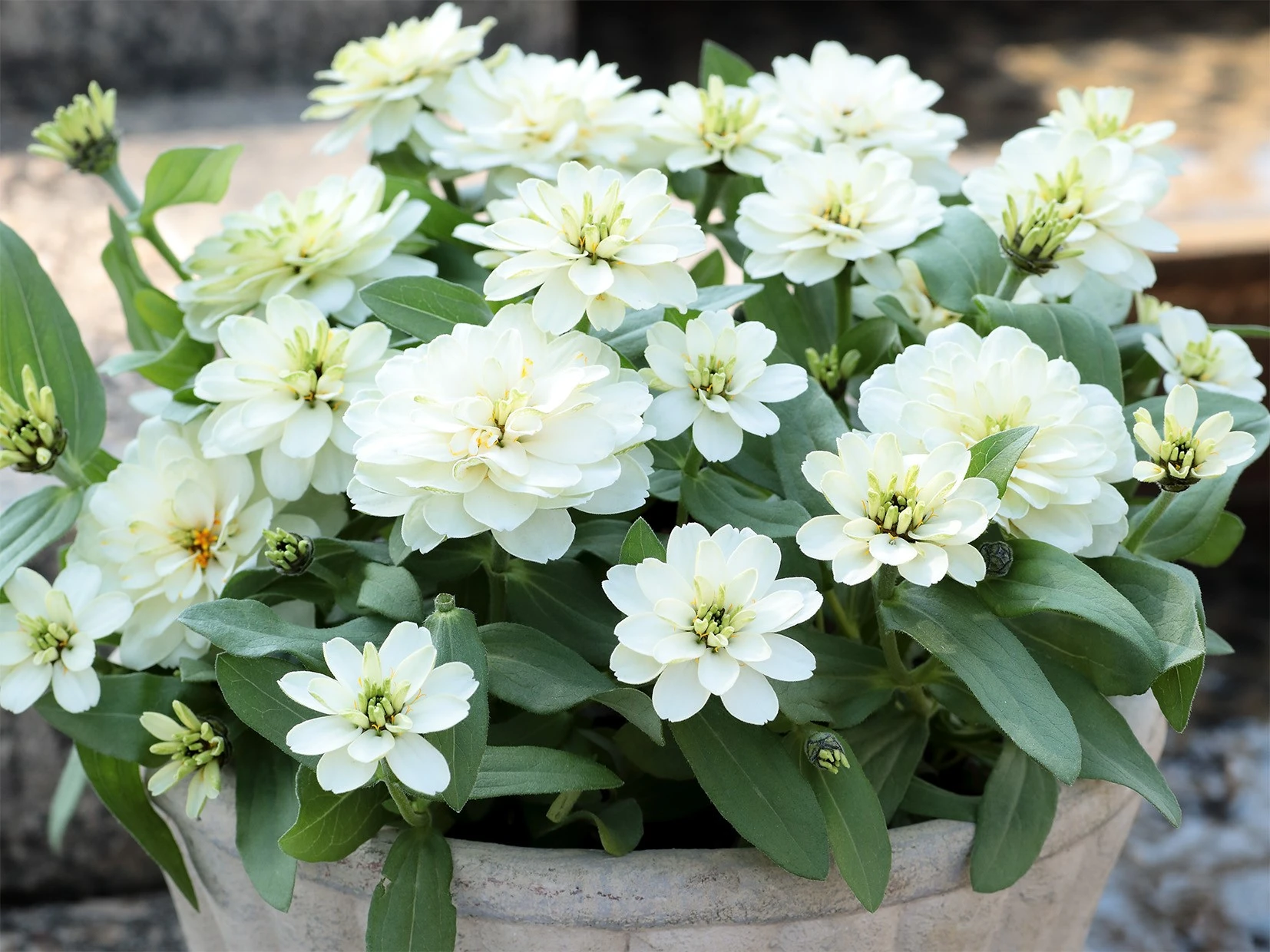 Sakata’s Zinnia “Profusion Double White Improved” wins two awards Awarded the Gold Medal — the Highest Honor —  by the World‑Renowned trial organization Fleuroselect and All-America Selections