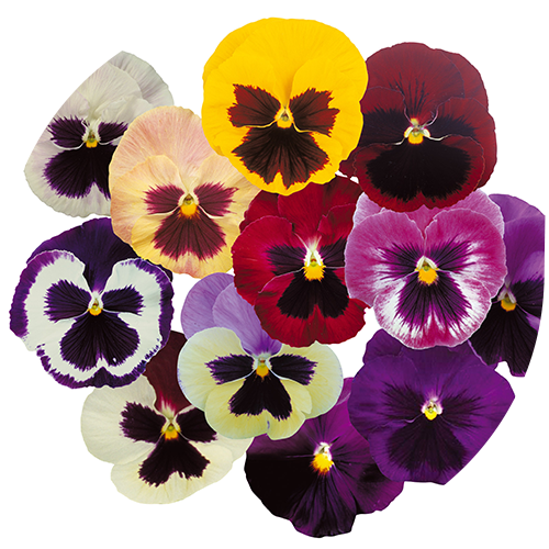 F1 Majestic Giants II Mix