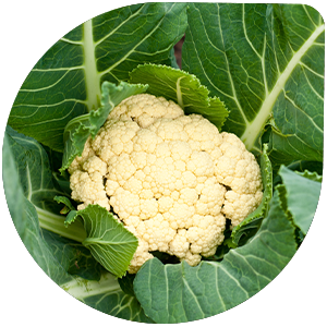 Cauliflower