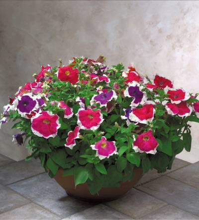 F1 Grandiflora Hulahoop MIX