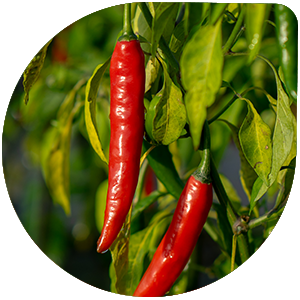 Hot Pepper