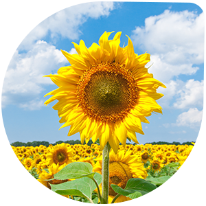 Ornamental Sunflower