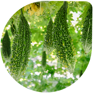 Bitter Gourd