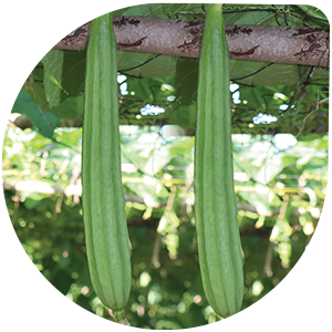 Ridge Gourd