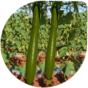 Sponge Gourd
