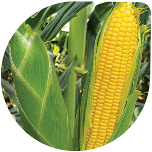 Sweet Corn