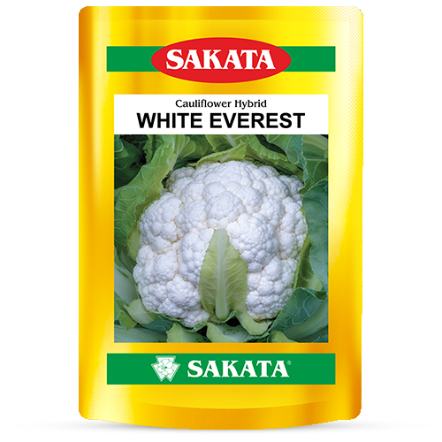 F1 White Everest