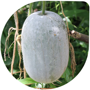 Wax Gourd
