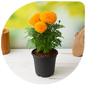 Pot Marigold